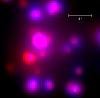      : Trumpler 14 (Tr 14) central region Chandra (xray_central_scale) Carina _ 1.jpg : 7 : 117.9  ID: 119737
